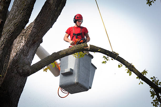 Dead Tree Removal in Yountville, CA